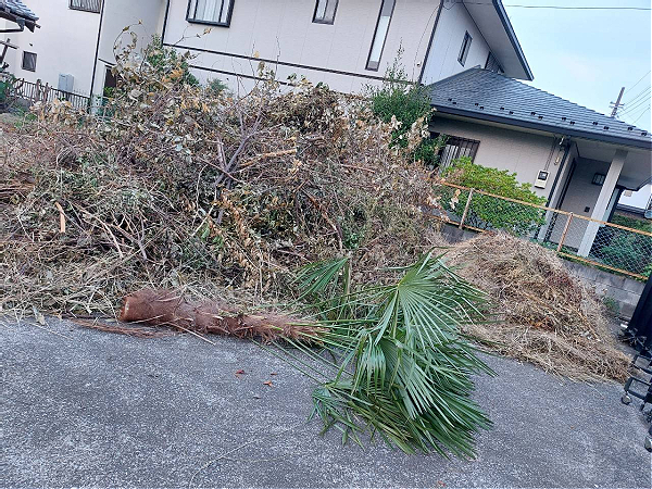 伐採